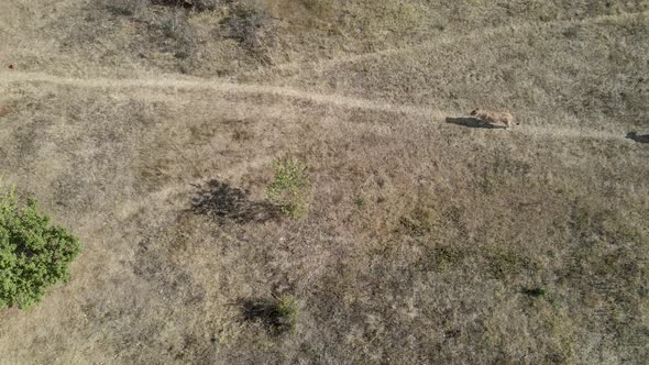 Drone View Footage of Young Lions Pride in African Savannah in the Morning with Tigers in National alt