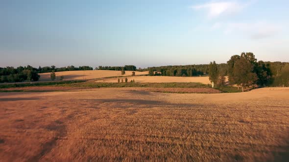 aerial view of wheat fields at sunset. Fields with ripe wheat ready for harvest. alt