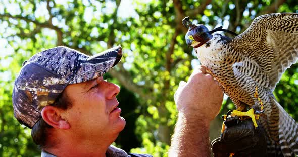 Man training a falcon eagle alt