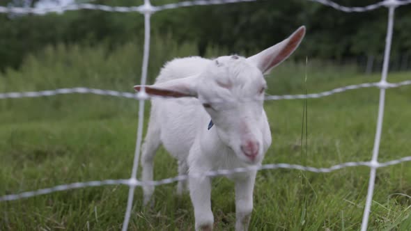 Handheld tracking shot of young white goat chewing in pasture alt
