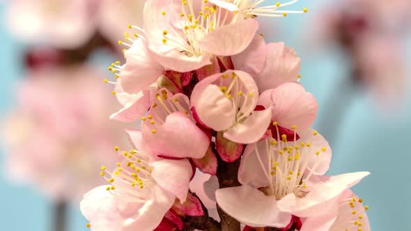 Apricot Flower Blossom Timelapse alt