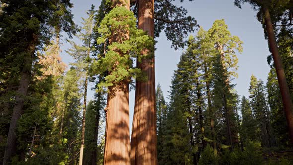 Giant Sequoia trees in Kings Canyon National Park alt
