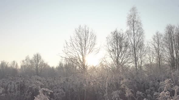 Winter & Trees