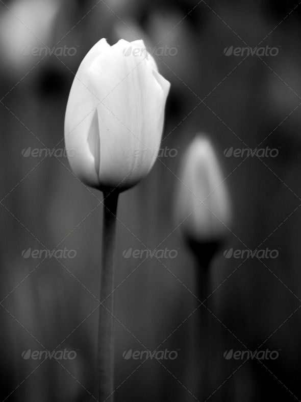 Tulips - Stock Photo - Images
