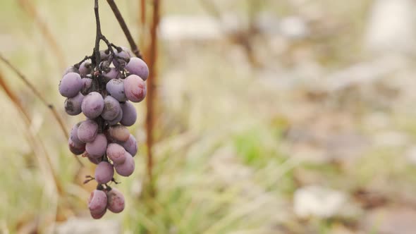 A Bunch of Blue Grapes Swaying in the Wind