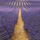 Purple lavender field of Provence - PhotoDune Item for Sale