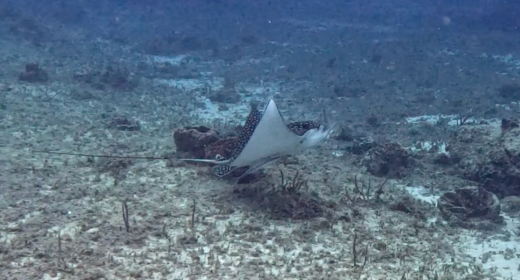 Marine Life in Cozumel