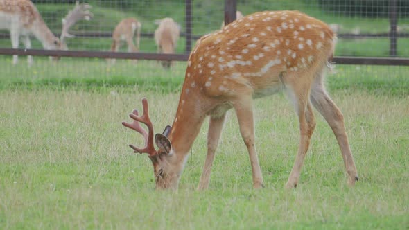 Sika Deer, Cervus Nippon Also Known As the Spotted Deer or the Japanese Deer. Ruminant Mammal Is alt