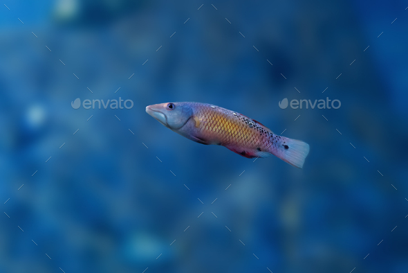 Diana's Hogfish (Bodianus diana) - Marine fish Stock Photo by diegograndi