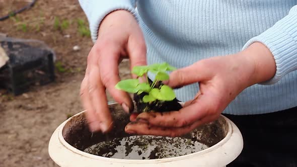 Caucasian Woman in a Blue Jacket Plants and Sprinkles a Young Green Plant in a White Flower Pot alt