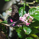 Ruby-spotted Swallowtail butterfly (Papilio anchisiades) - PhotoDune Item for Sale