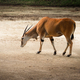 Common Eland antelope (Taurotragus oryx) - PhotoDune Item for Sale
