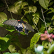 Female Great Yellow Mormon butterfly (Papilio lowi) - PhotoDune Item for Sale