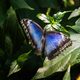 Peleides Blue Morpho butterfly (Morpho peleides) - PhotoDune Item for Sale