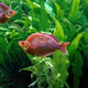 Red Rainbowfish (Glossolepis incisus) - Freshwater fish - PhotoDune Item for Sale