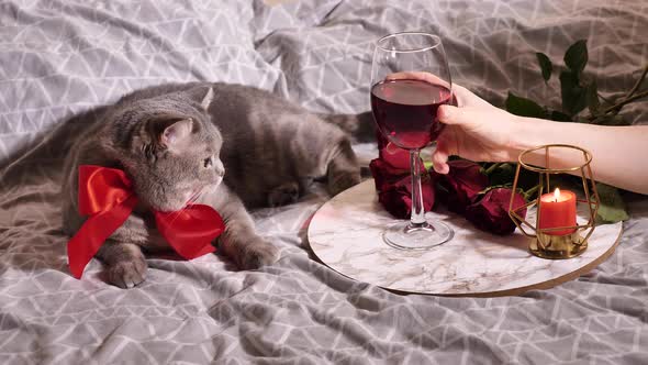 Scottish Straight cat on Valentine's Day alt