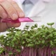 Scientist Pours the Liquid From the Test Tube Into the Greenery Seedlings - VideoHive Item for Sale