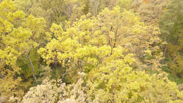 Autumn Forest with Trees By Day alt