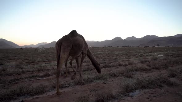 A Brown Fur Camel Eats Grass With The Background Of The Evening Sun alt
