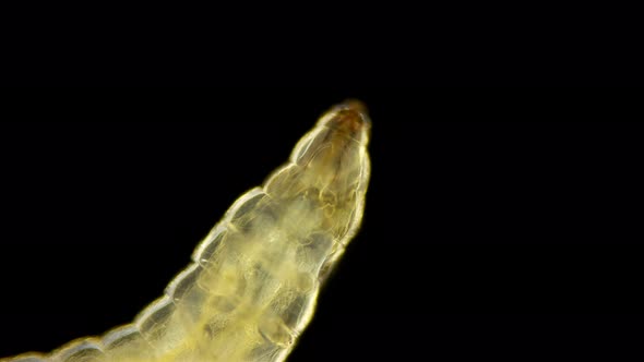 Worm-shaped Larva Under a Microscope, Order Diptera, , Visible Work of Internal Organs alt