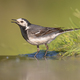 White wagtail on green grass background - PhotoDune Item for Sale