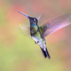 Rivolis hummingbird hovering in mid air on bright background - PhotoDune Item for Sale