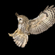 tawny owl flying in the night - PhotoDune Item for Sale