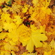 Bright yellow autumn background from fallen leaves - PhotoDune Item for Sale