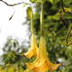 Yellow brugmansia named angels trumpet or Datura flower - PhotoDune Item for Sale