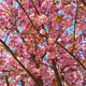 Beautiful flowers of japanese cherry blossom - PhotoDune Item for Sale