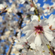Beautiful branches of a blooming almond tree in early spring - PhotoDune Item for Sale