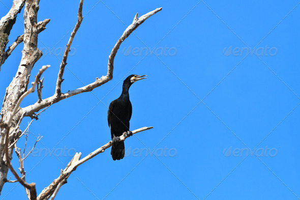 cormorant (phalacrocorax carbo ) - Stock Photo - Images