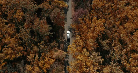 Aerial Top View Over Straight Road With White Car in Colorful Countryside Autumn Forest alt