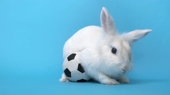White Rabbit and Soccer Ball on Green Background