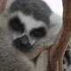 lemurRingtailed Lemur Sleeping in a Tree Awakens From Sleep and Opens Its Eyes - VideoHive Item for Sale