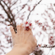 hand with almond blossoms blooming in spring closeup - PhotoDune Item for Sale