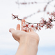 hand with almond blossoms blooming in spring closeup with sky background - PhotoDune Item for Sale