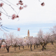 almond tree in full bloom with pink blossoms in front of small town - PhotoDune Item for Sale