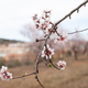 pastel pink blossoms on branch of almond tree in spring - PhotoDune Item for Sale