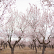 pastel pink blossoms of almond trees in lane of orchard  - PhotoDune Item for Sale