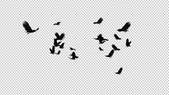 22 Black Birds - Flying Transition IV