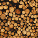 Background of cut logs close up,tree cutting background,  firewood, wooden background - PhotoDune Item for Sale