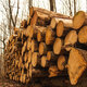 deforestation, cut down trees lie in a stack in the forest, collecting firewood - PhotoDune Item for Sale