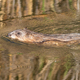 Ondatra zibethicus, muskrat. An animal floating down the river - PhotoDune Item for Sale