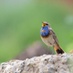 Bluethroat, Luscinia svecica. A singing bird sits on a rock - PhotoDune Item for Sale