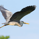 Grey heron, Ardea cinerea. A bird flies against a blue sky - PhotoDune Item for Sale