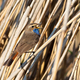 Bluethroat, Luscinia svecica. A male bird sings while perched on a reed stalk on a riverbank - PhotoDune Item for Sale