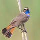 Bluethroat, Luscinia svecica. A bird sits on a reed stalk with its tail open - PhotoDune Item for Sale
