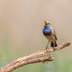 Bluethroat, Luscinia svecica. A singing bird sits on a branch - PhotoDune Item for Sale