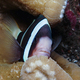 Clark´s anemone fish - PhotoDune Item for Sale